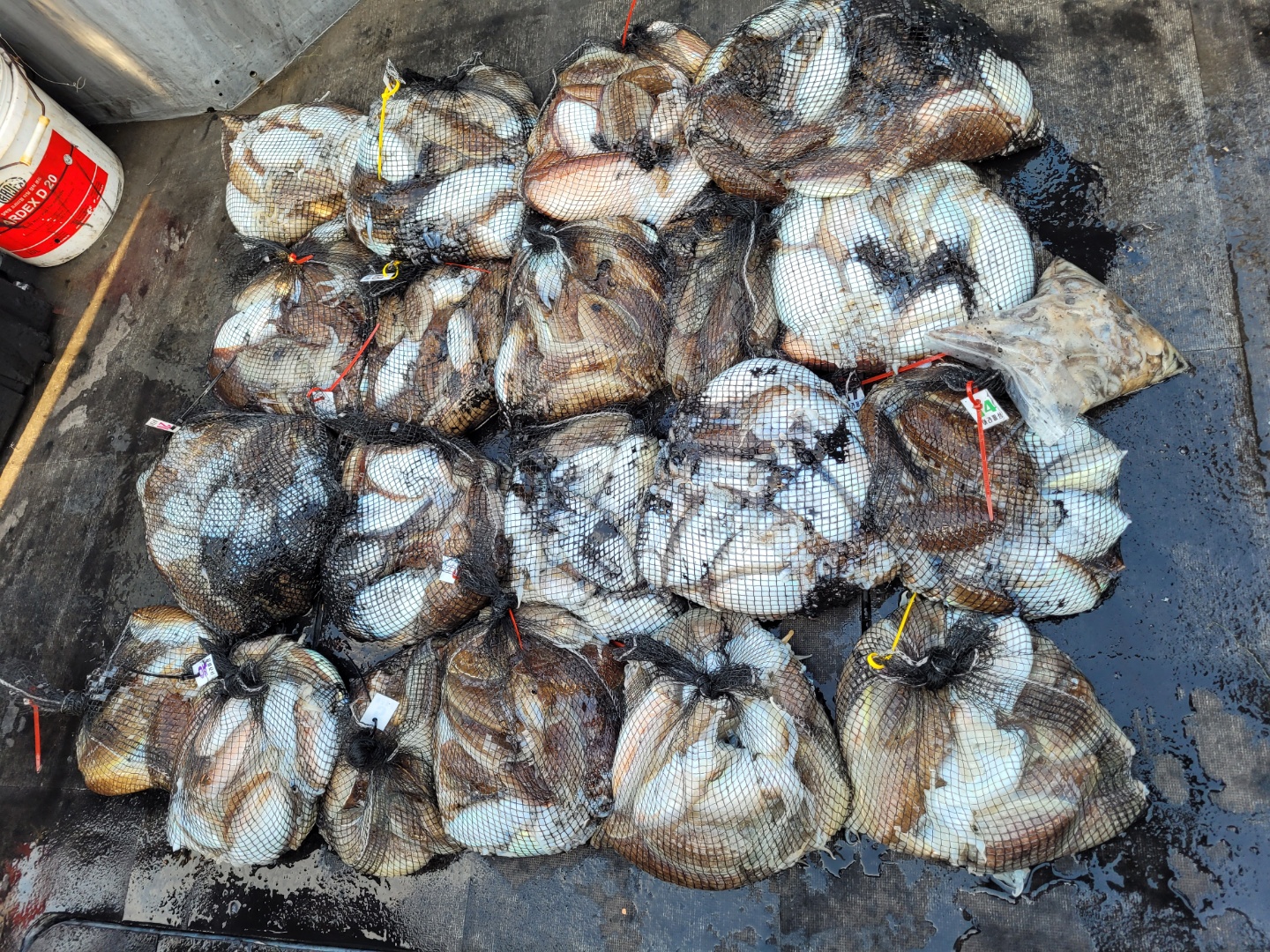 [아라2호] 10월 30일 조황 (갑이출조)