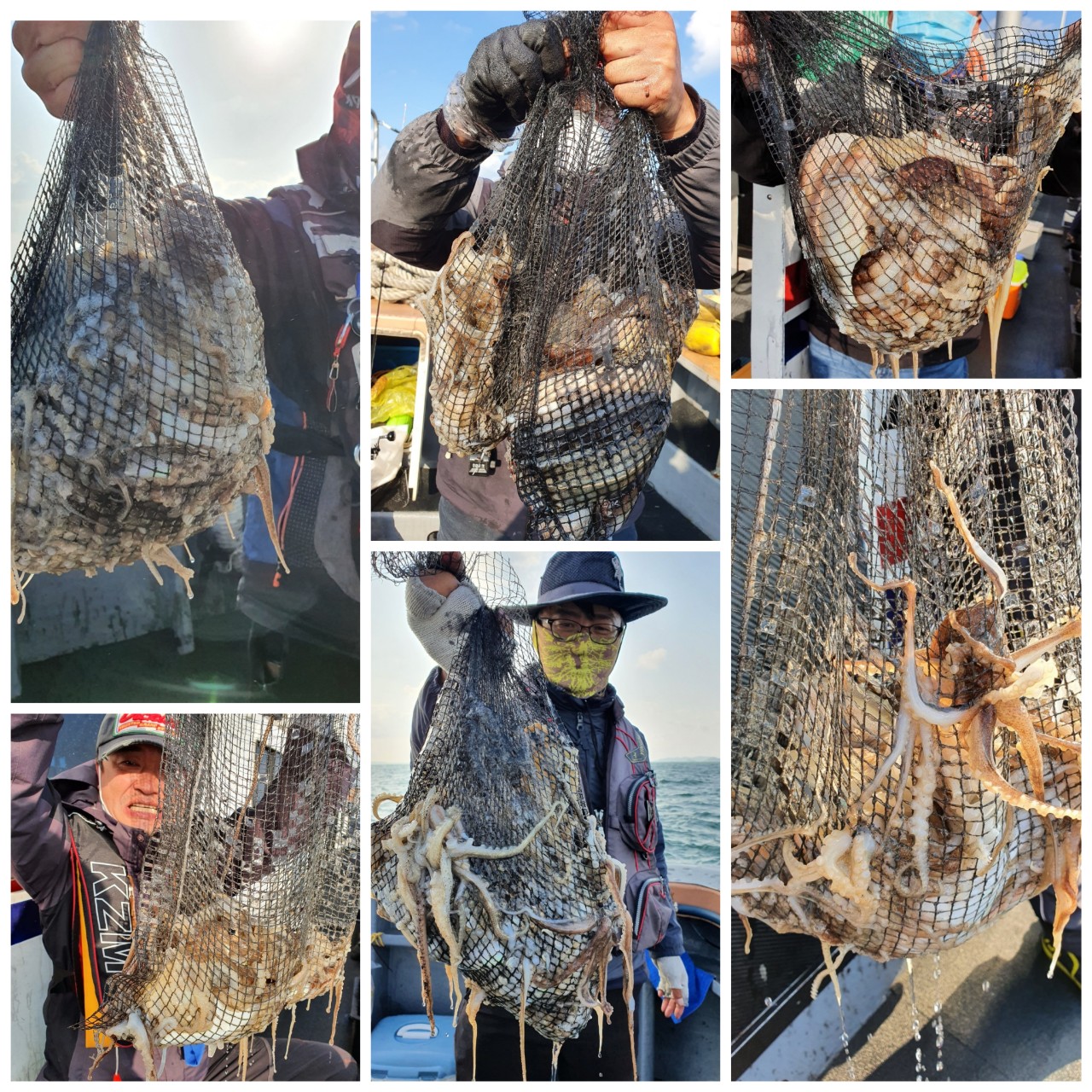 [아라호] 11월 1일 조황 (쭈갑조황)