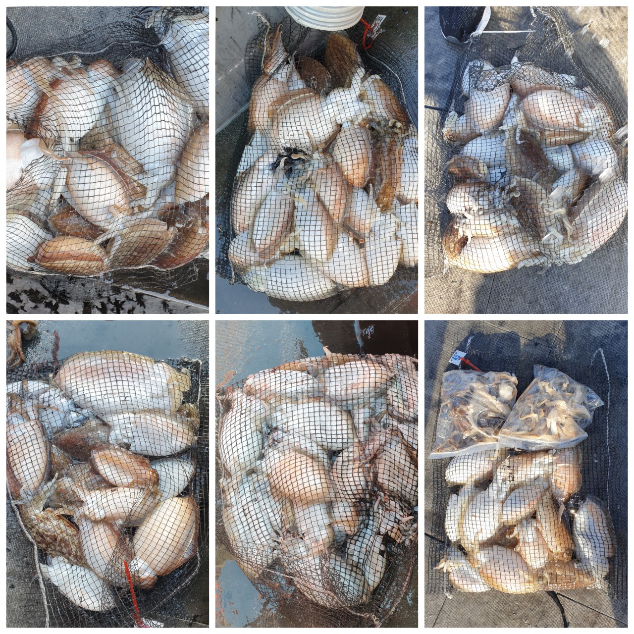 [아라2호] 11월 13일 조황 (갑이출조)