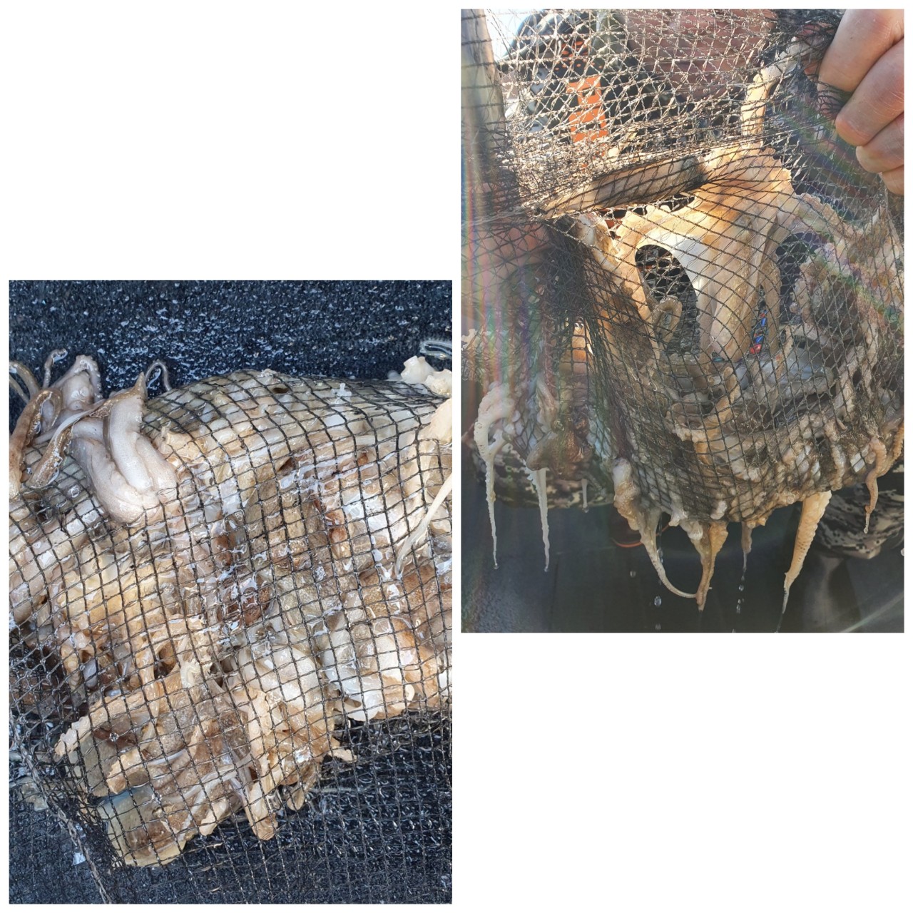 [아라호] 11월 27일 조황 (쭈갑출조)