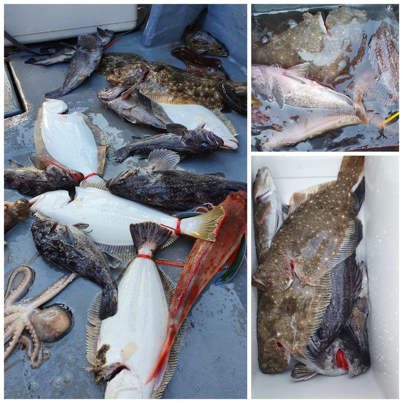 [지니호] 11월 27일 조황 (8인출조)