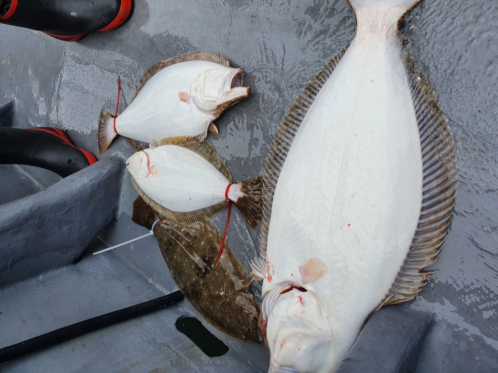 [지니호] 4월 30일 대광어탐사출조 조황 (5인출조)