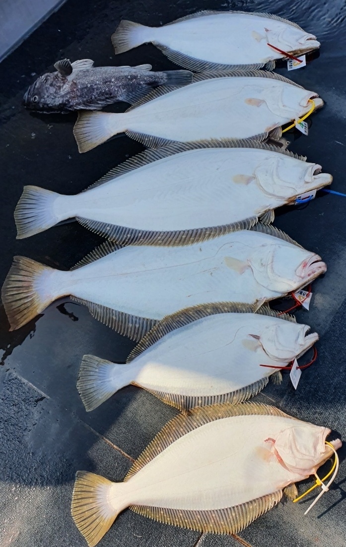 [아라호] 4월 20일 대광어탐사출조 조황