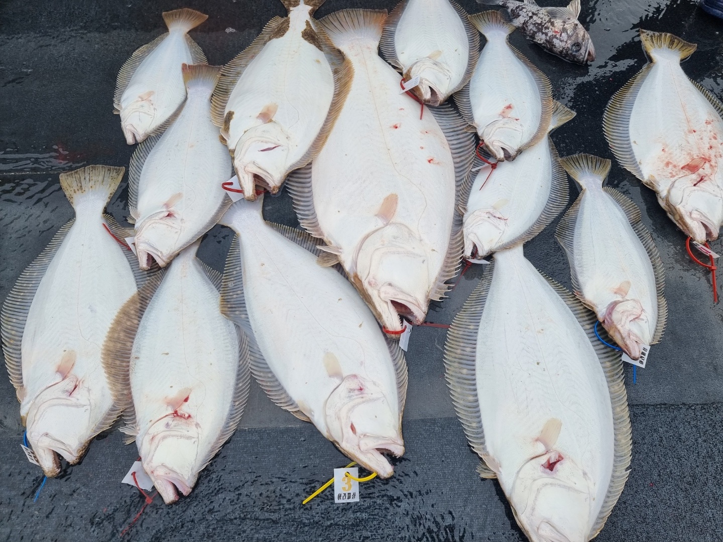 [아라호] 4월 28일 대광어탐사출조 조황(11인출조)