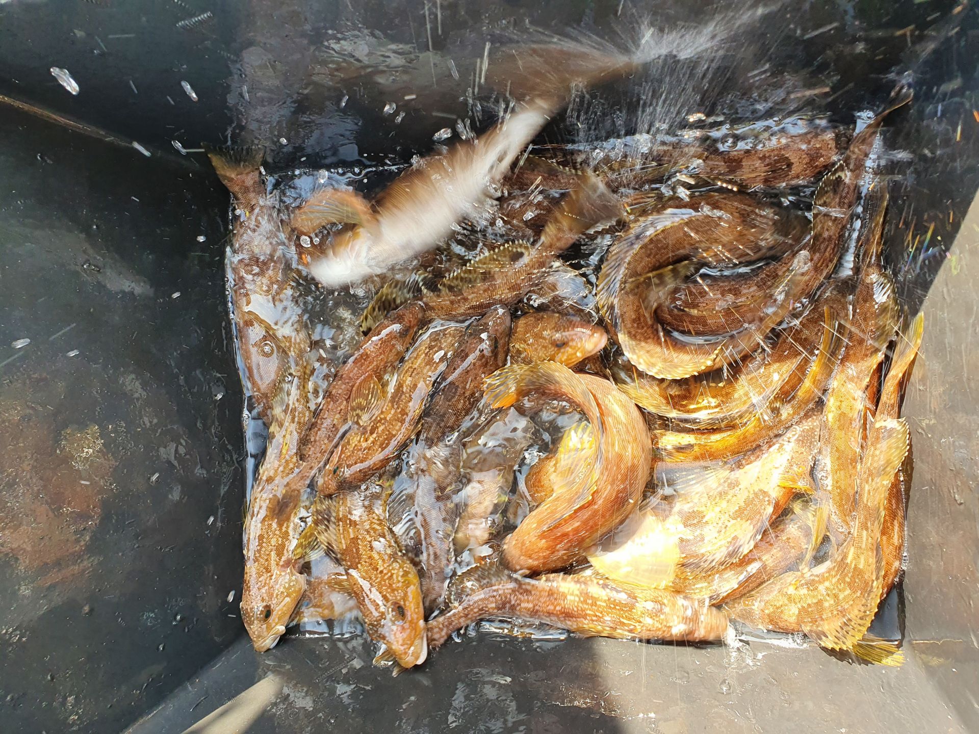 [지니호] 4월 9일 다잡아외수질 조황