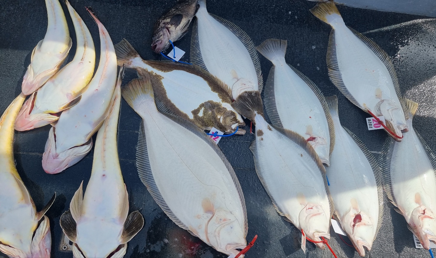 [아라호] 5월 7일 대광어출조 조황