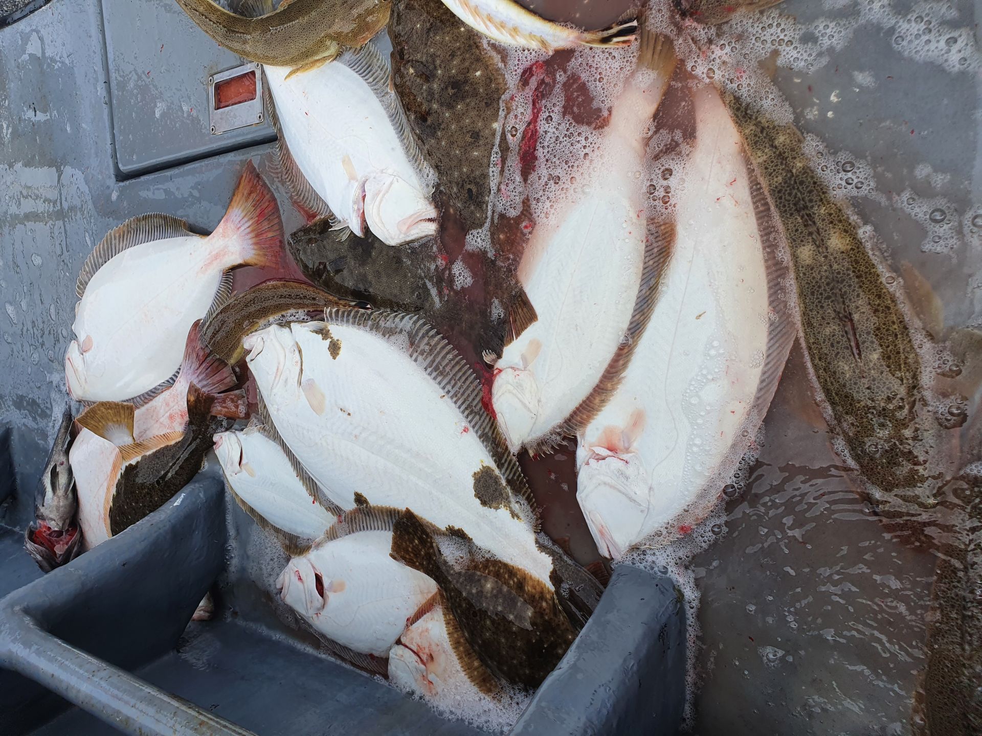 [지니호] 5월 13일 대광어출조 조황