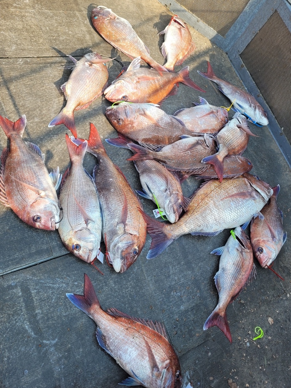 [아라2호] 5월 23일 참돔조황