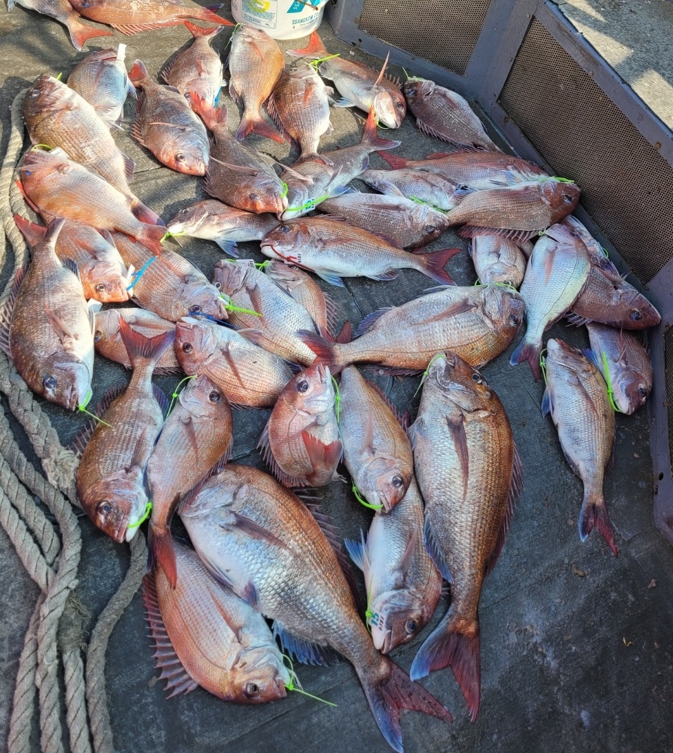 [아라2호] 5월 29일 참돔출조 조황