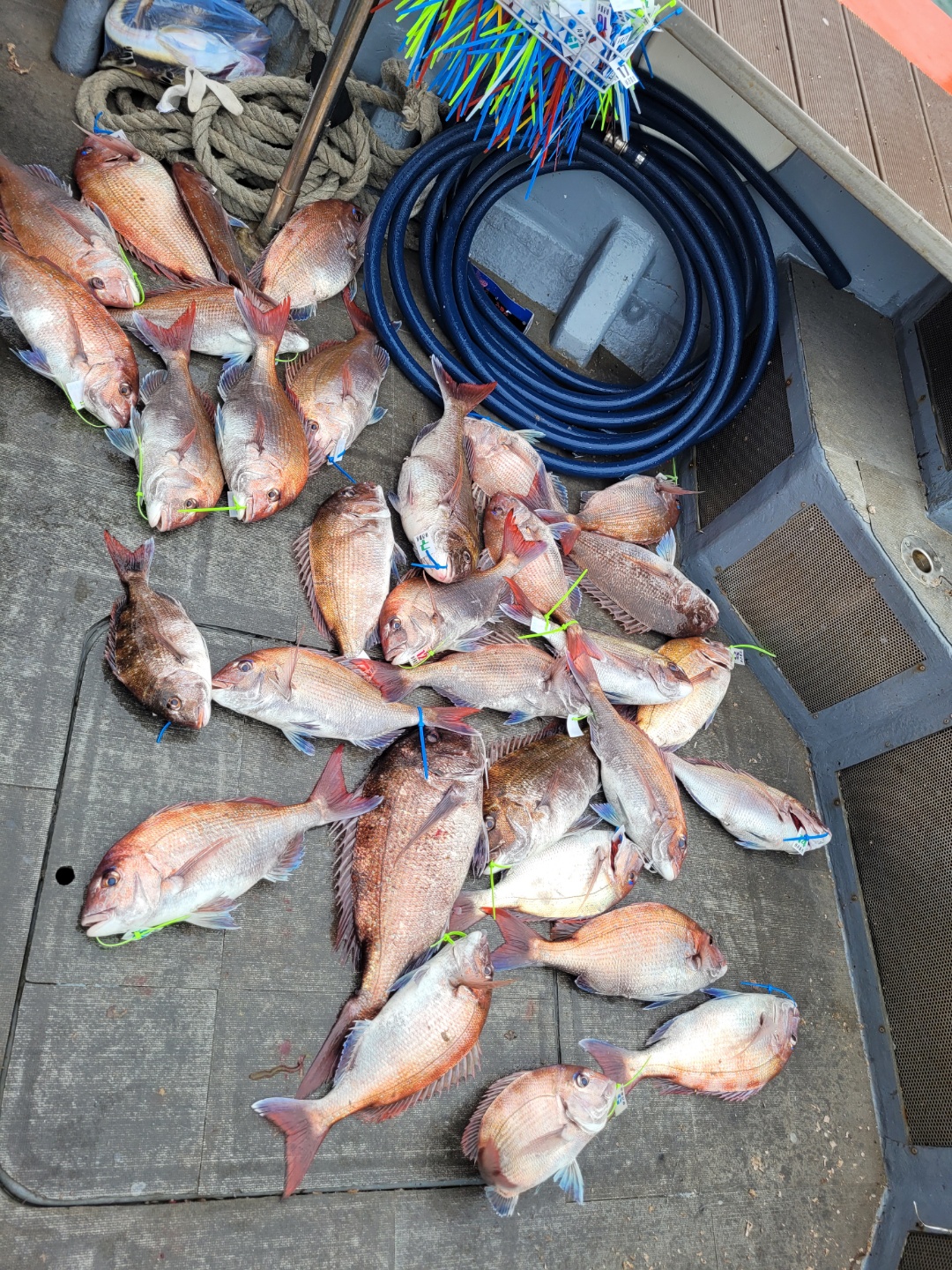 [아라2호] 5월 30일 참돔 조황