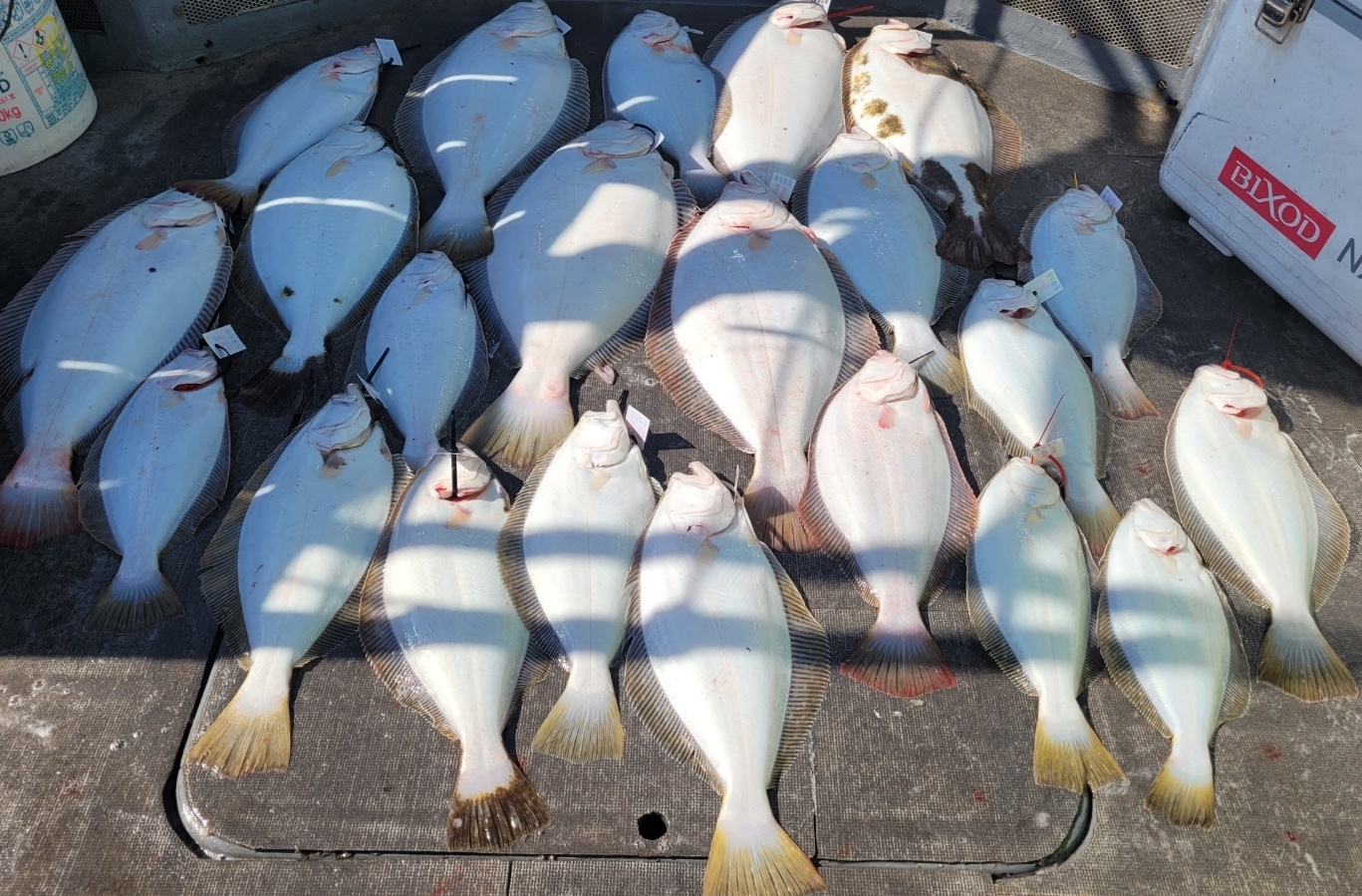 [아라2호] 5월 15일 대광어출조 조황