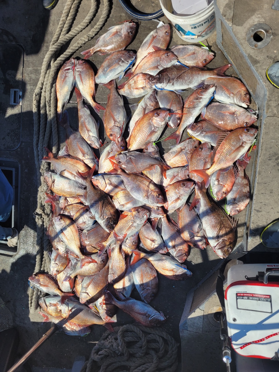 [아라2호] 5월 26일 참돔출조 조황