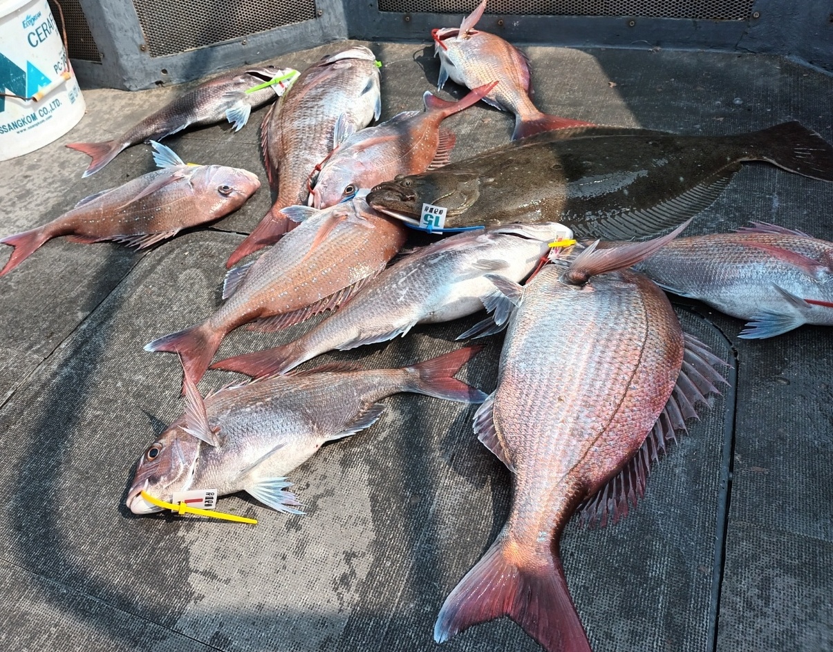 [아라2호] 5월 20일 5인출조 조황