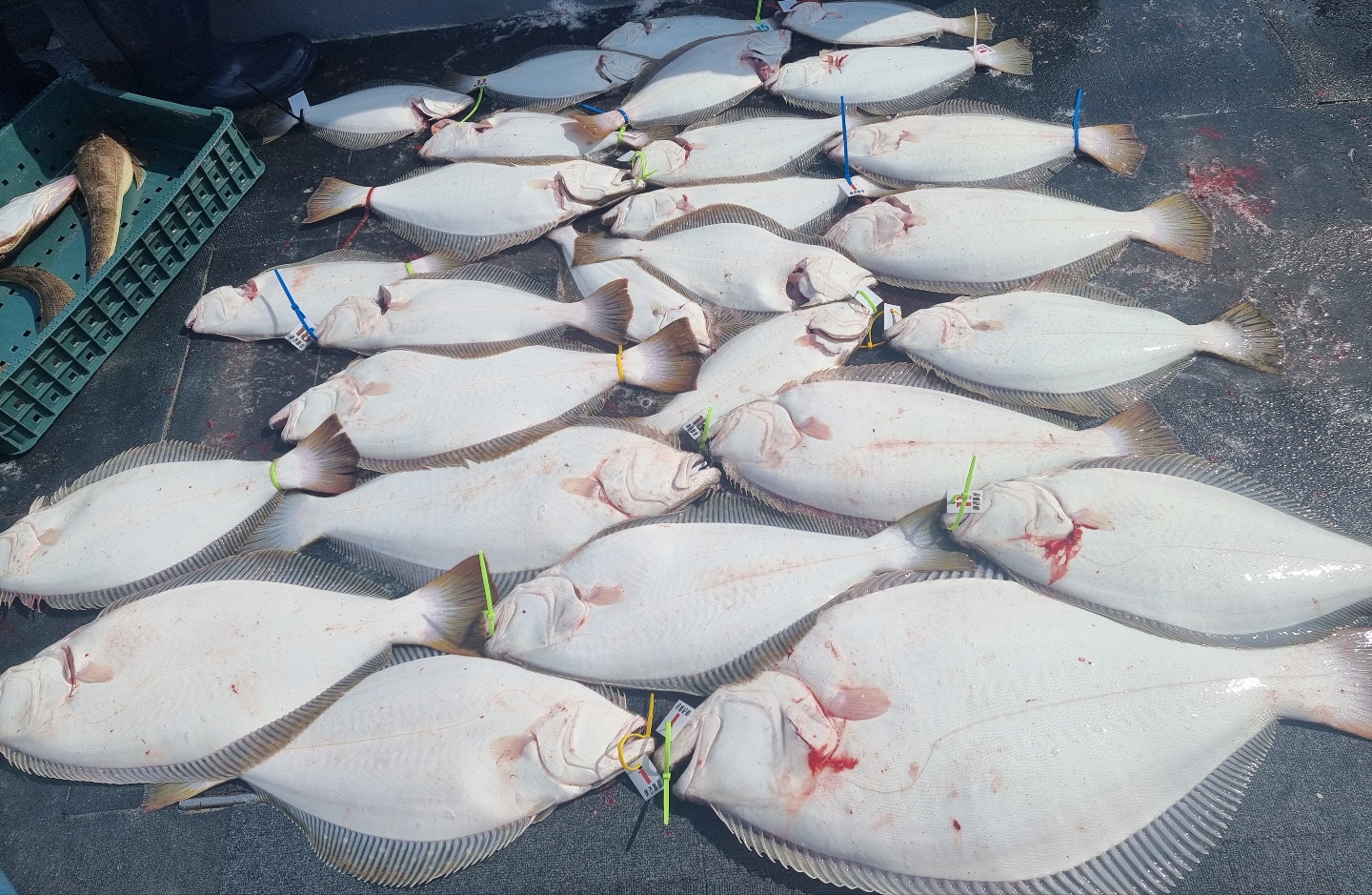 [아라호] 5월 29일 대광어출조 조황