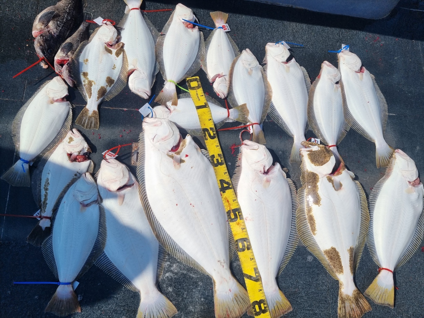 [아라호] 5월 15일 대광어 조황