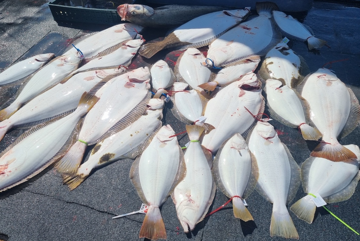 [아라호] 5월 26일 대광어출조 조황(12인출조)