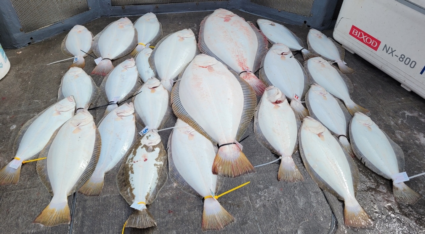 [아라2호] 5월 11일 대광어출조 조황(5인출조)