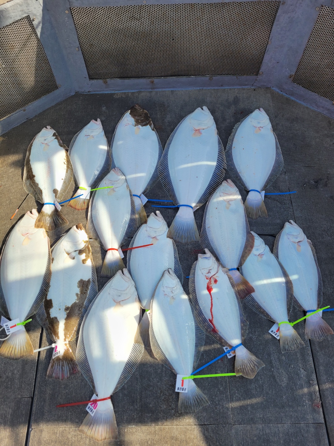 [아라2호] 5월 7일 대광어출조 조황