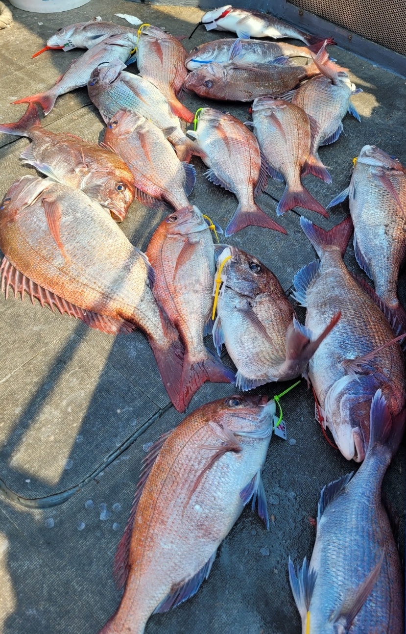 [아라2호] 5월 22일 참돔 조황