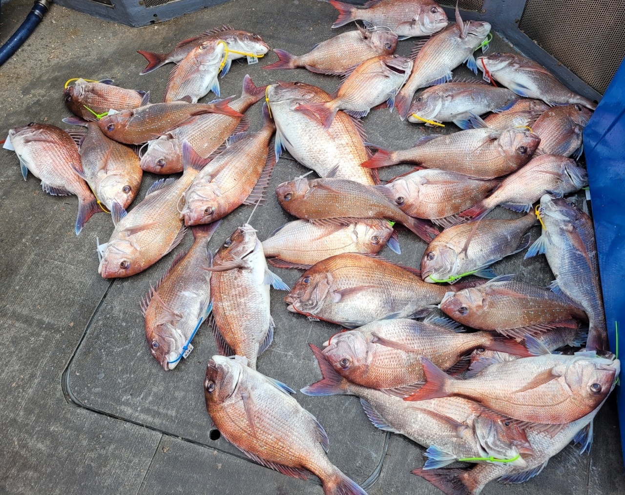 [아라2호] 5월 21일 출조 조황