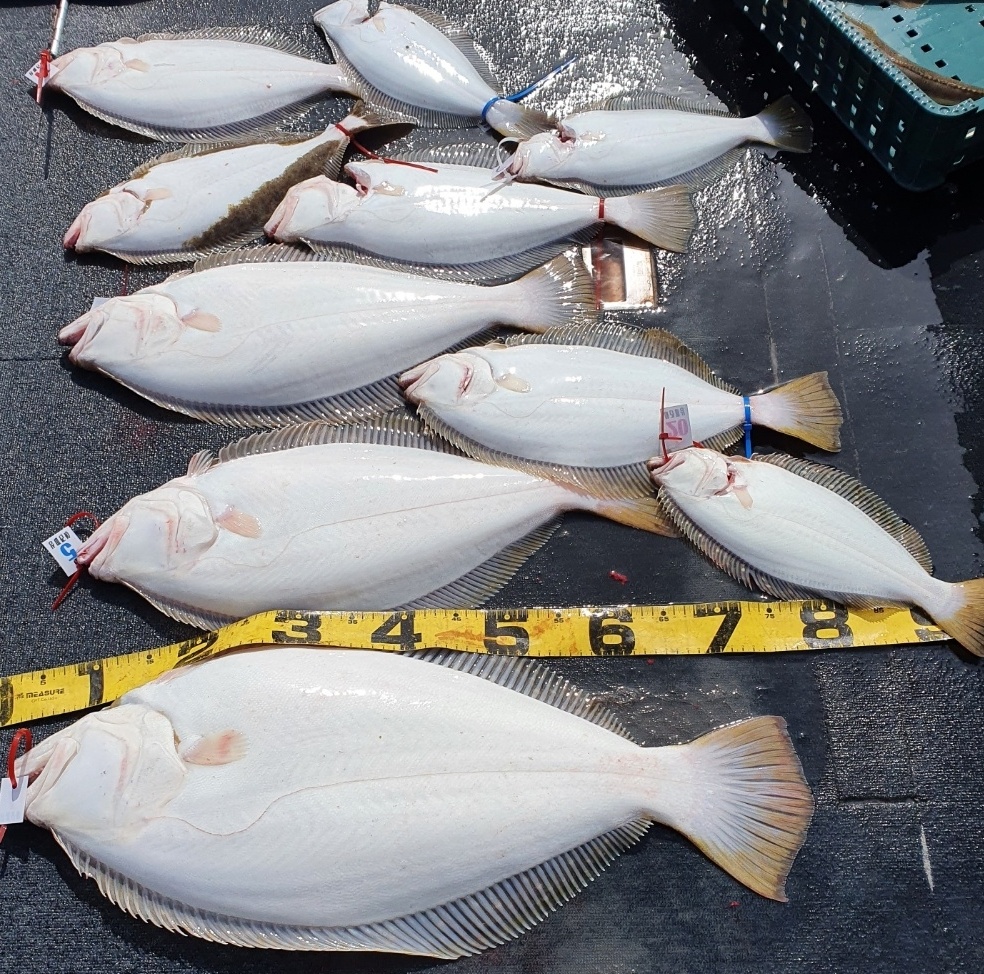 [아라호] 5월 14일 조황