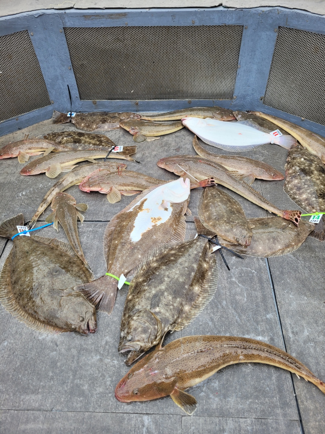 [아라2호] 5월 8일 대광어출조 조황 (11인출조)