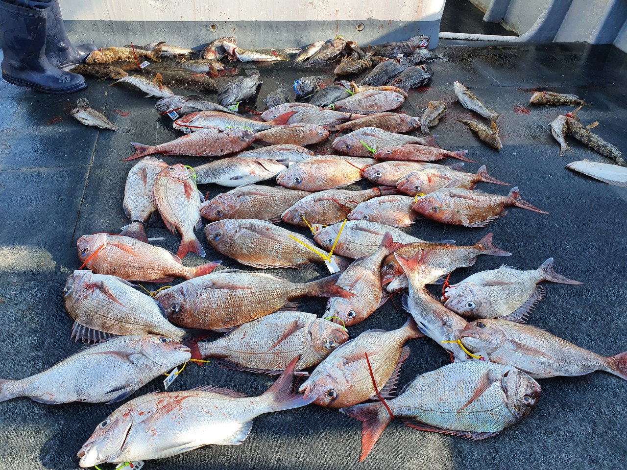 [아라호]5월31일 아라호 참돔타이라바 첫출조