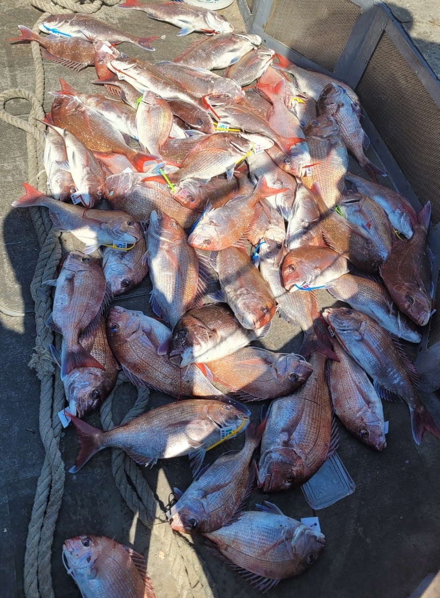 [아라2호] 5월 27일 참돔출조 조황