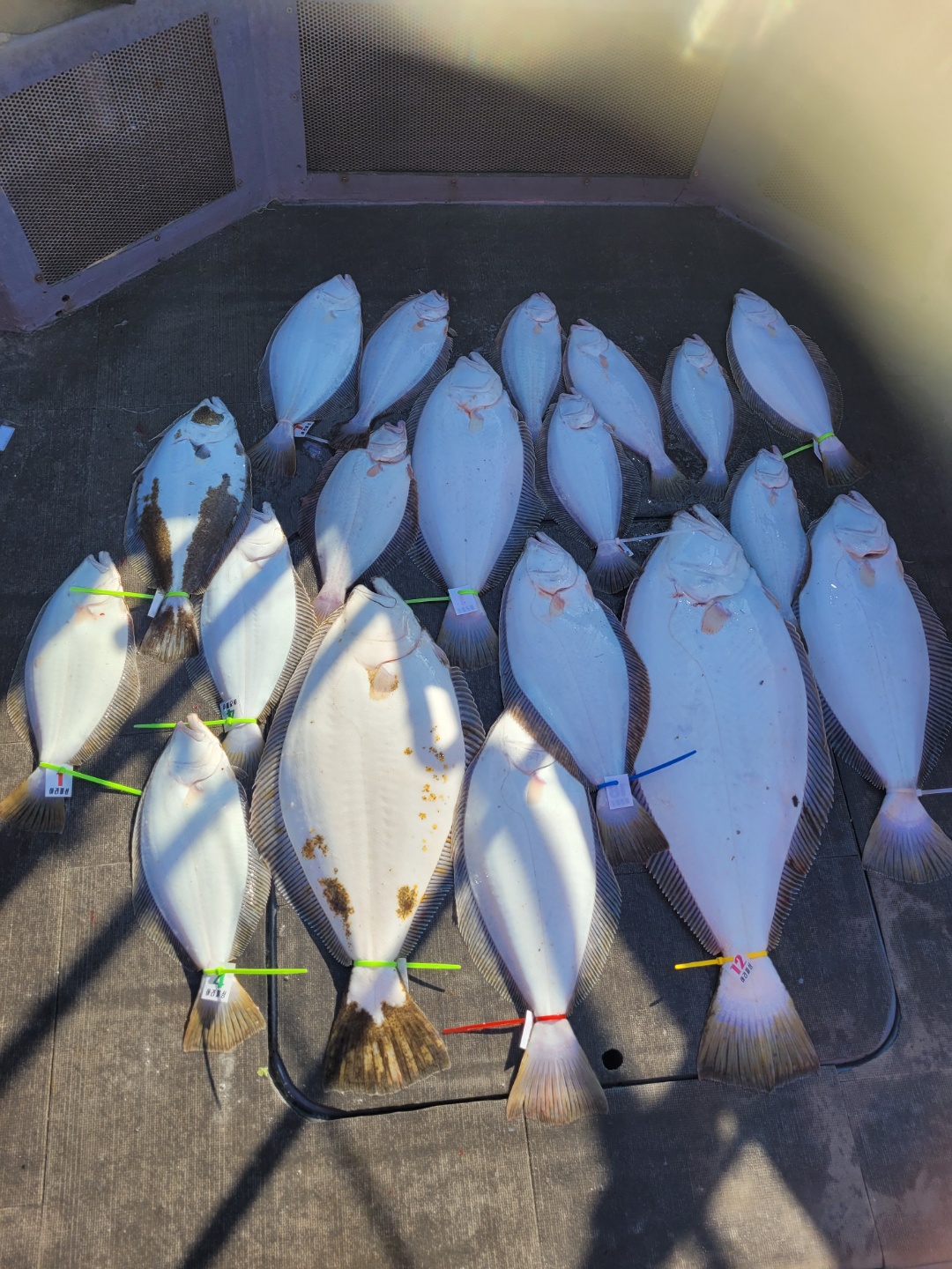 [아라2호] 5월 5일 대광어출조 조황