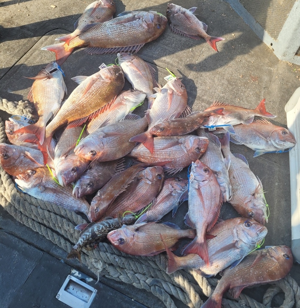 [아라2호] 5월 31일 참돔타이라바 조황