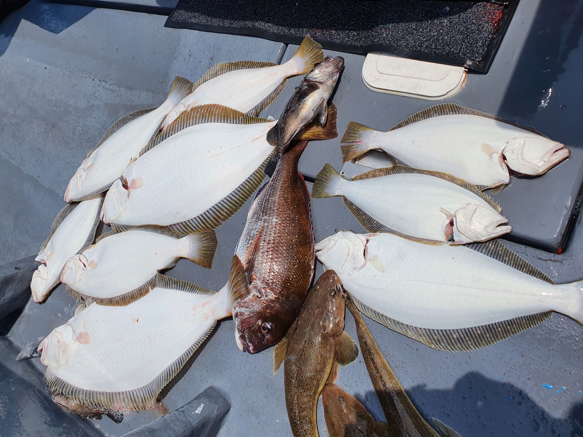 [지니호] 5월 28일 단체독선 출조