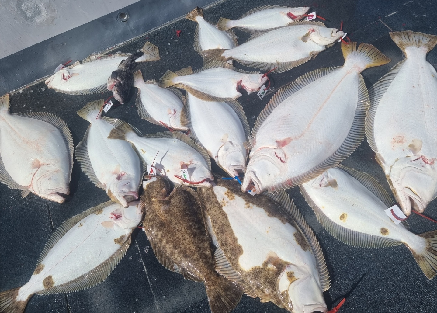 [아라호] 5월 5일 대광어출조 조황