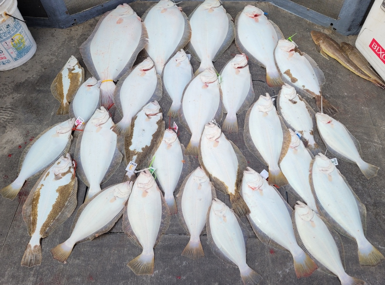 [아라2호] 5월 13일 대광어출조 조황