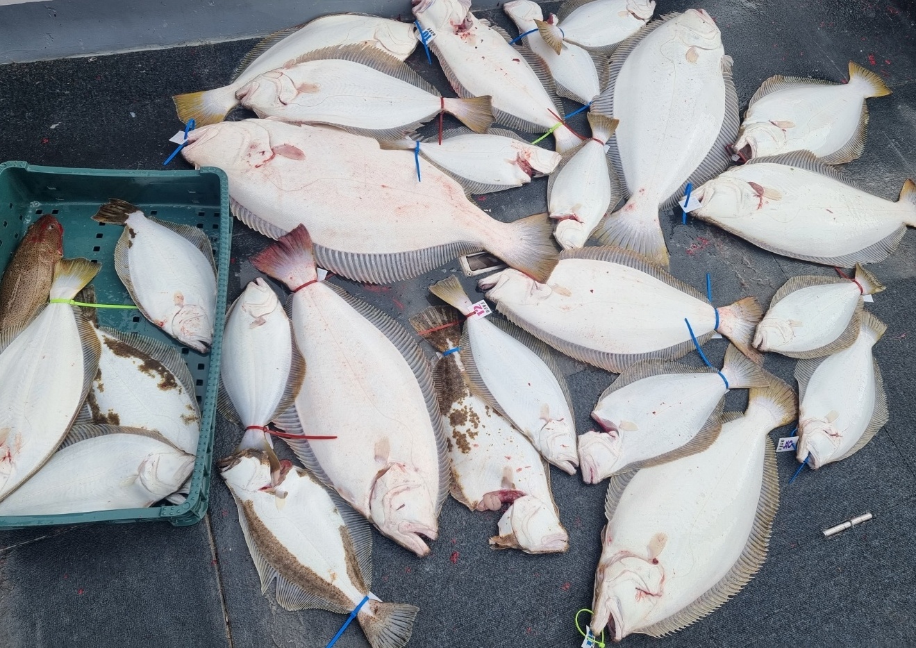 [아라호] 5월 21일 조황