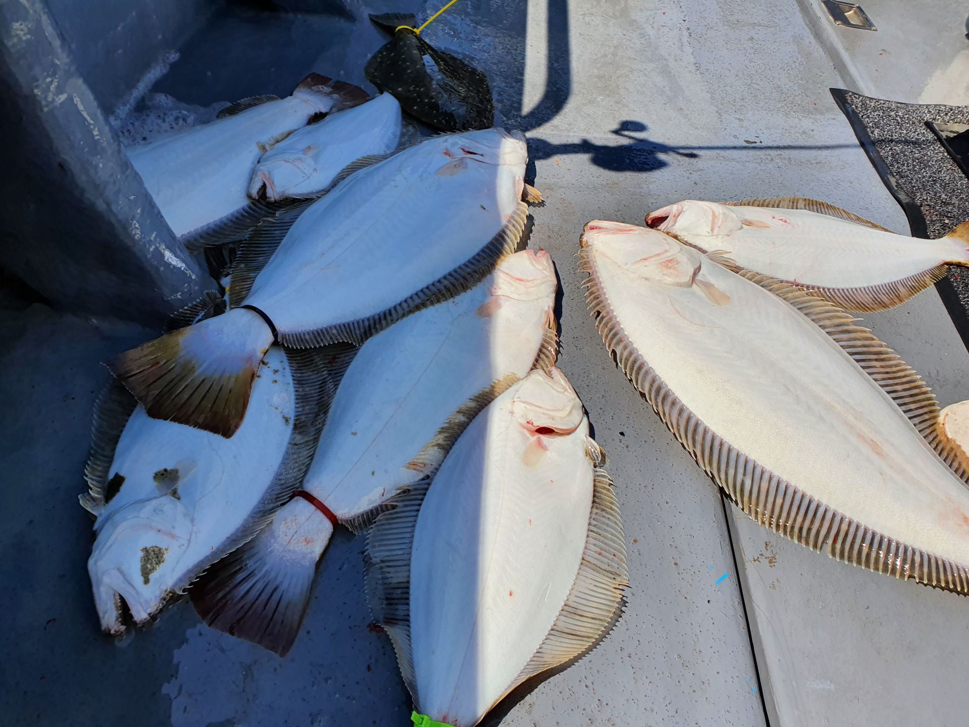 [지니호] 5월 15일 조황