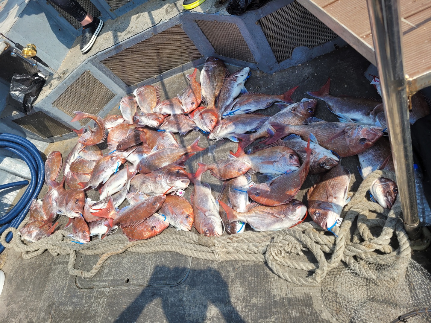 [아라2호] 5월 28일 참돔출조 조황