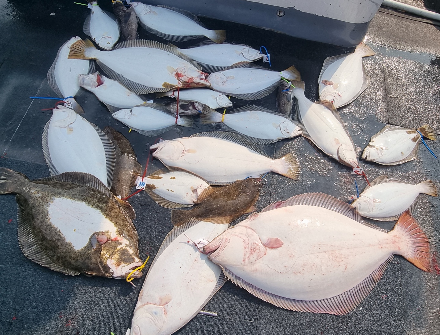 [아라호] 5월 20일 조황