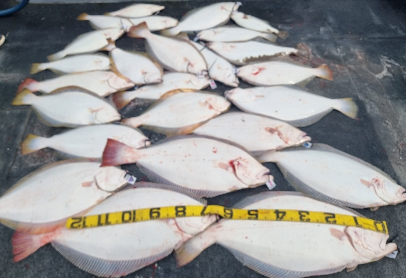 [아라호] 6월 12일 대광어출조조황