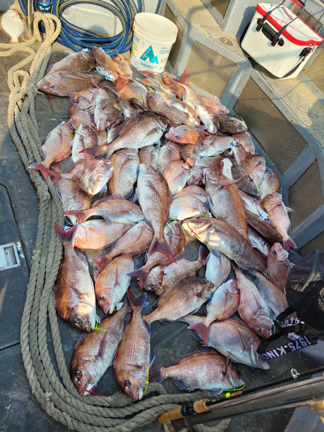 [아라2호] 6월 3일 참돔출조 조황