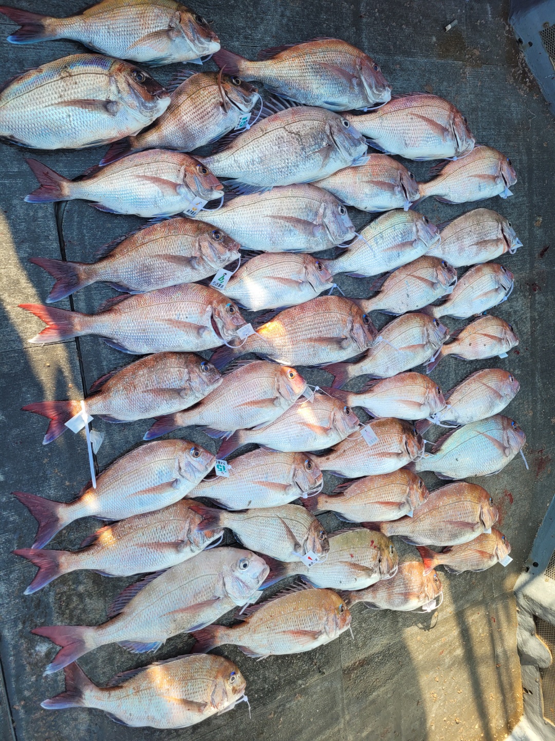 [아라2호] 6월 11일 참돔 출조조황