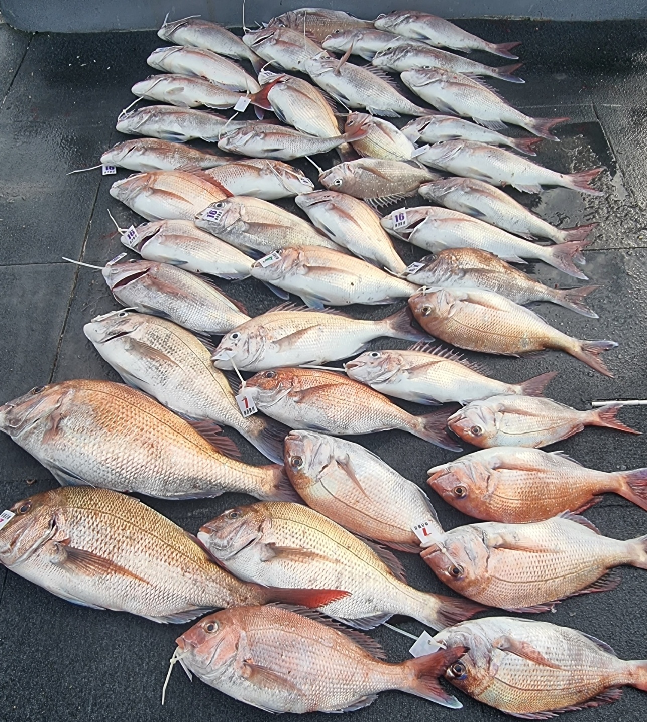 [아라호&아라2호] 6월 9일 참돔조황