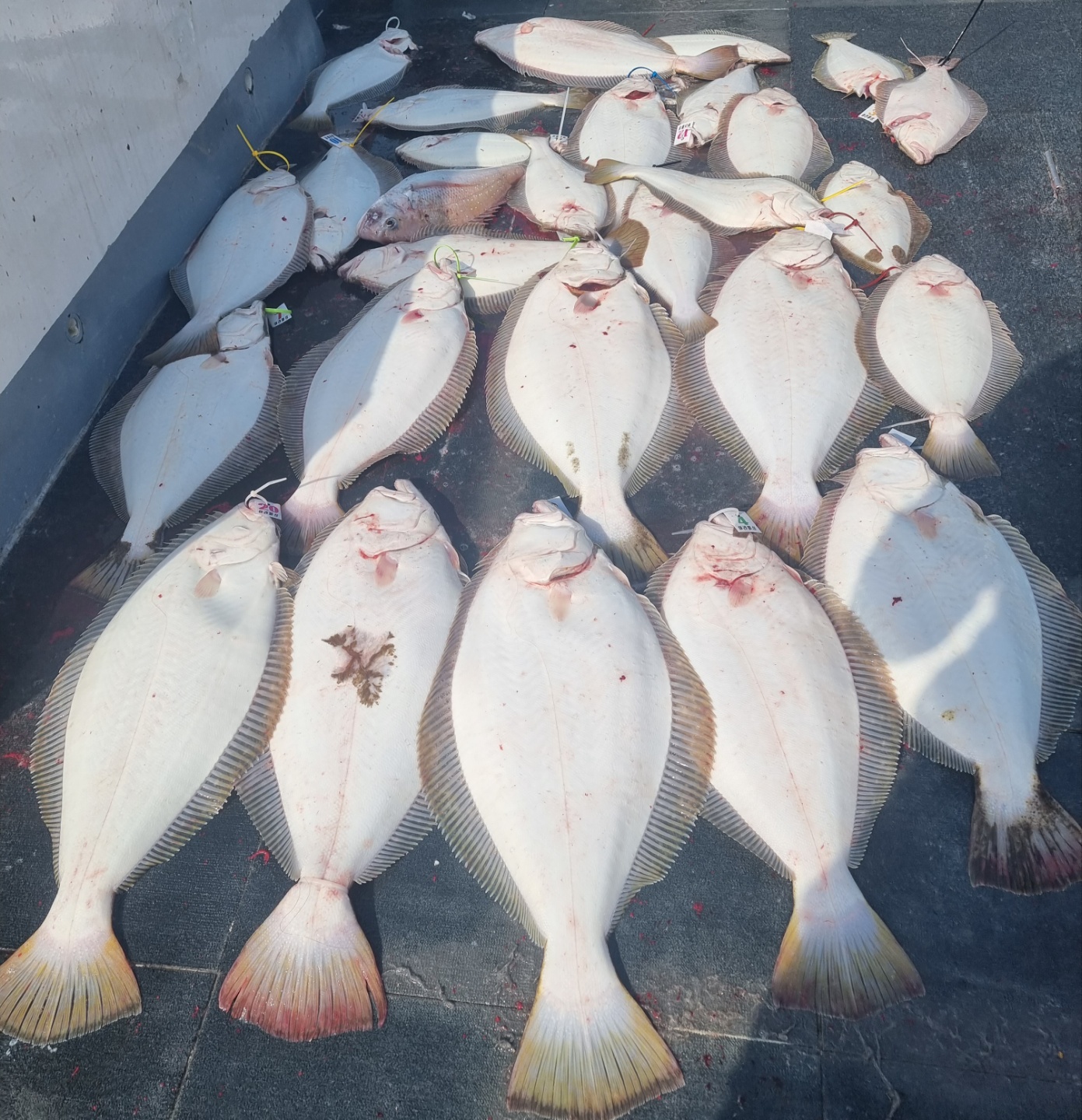 [아라호] 6월 2일 대광어 조황