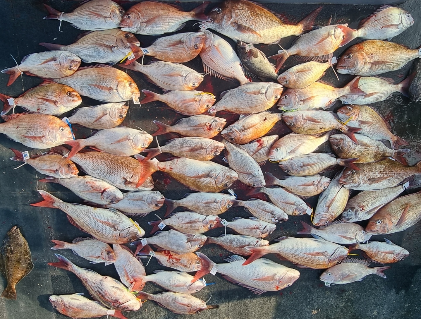 [아라호] 6월 3일 참돔 조황