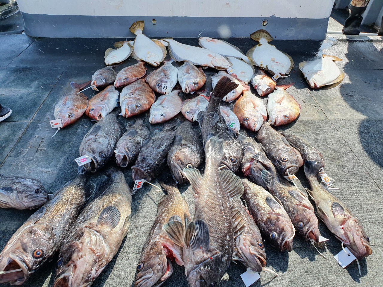 6월7일 아라호 참돔타이라바