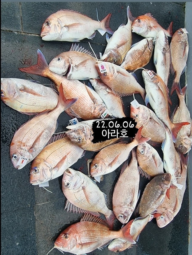 [아라호&아라2호] 6월 6일 참돔타이라바 조황