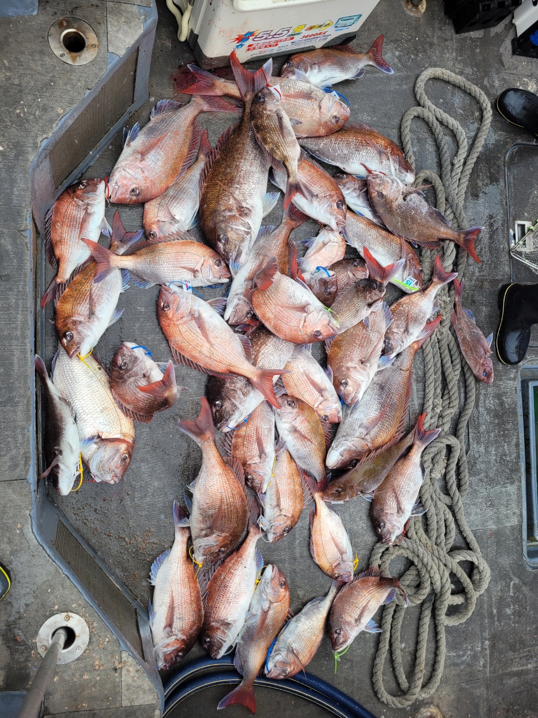 [아라2호] 6월 4일 참돔 출조 조황