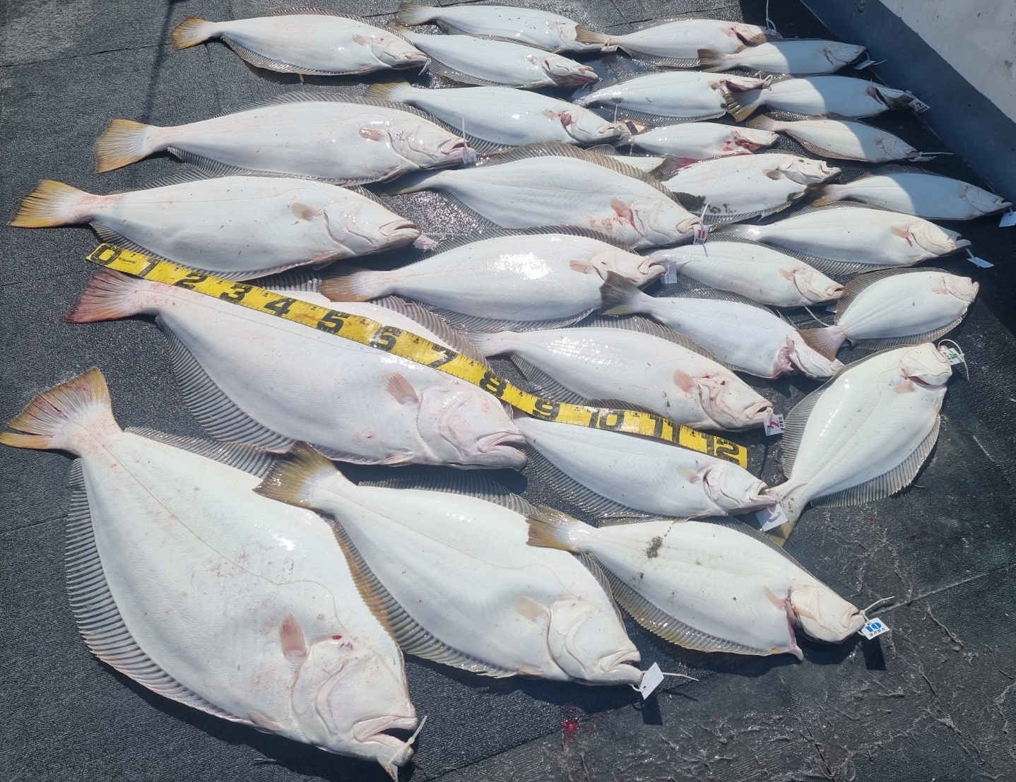 [아라호] 6월 8일 대광어출조 조황