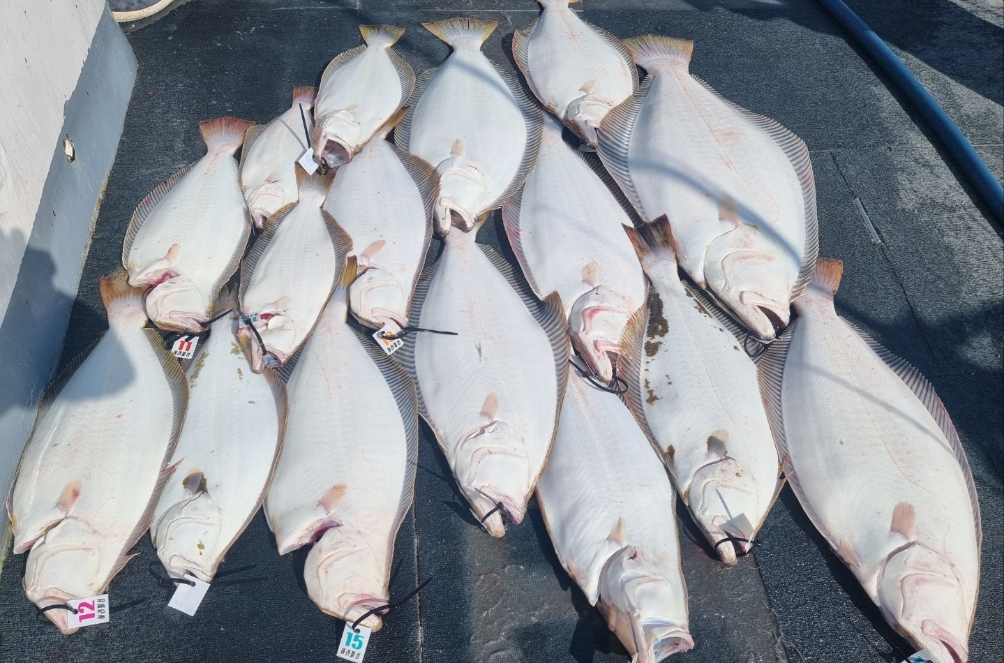 [아라호] 6월 11일 대광어출조 조황