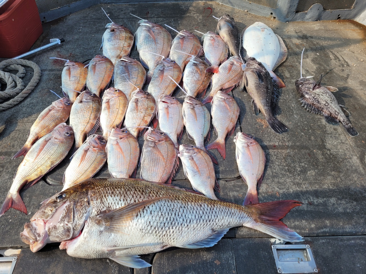 [아라2호] 6월 21일 참돔출조 조황