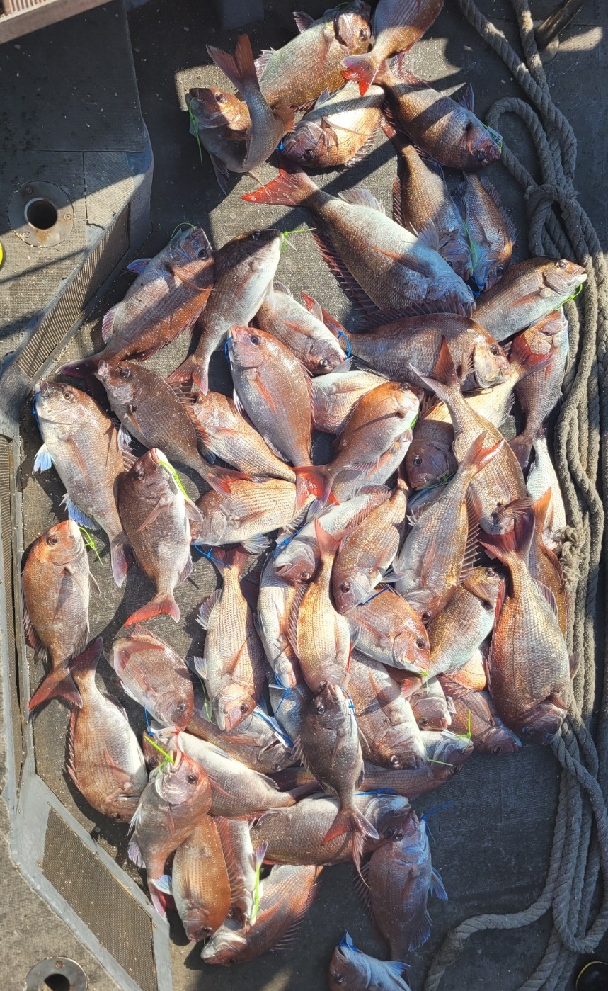 [아라2호] 6월 1일 참돔조황 ~~^^